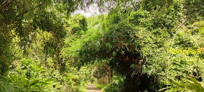 Birding at Cat Tien National Park, Vietnam