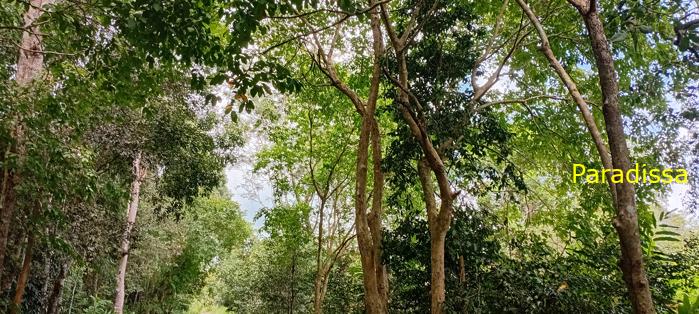 Birding at Cat Tien National Park, Vietnam