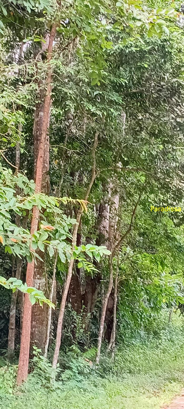 Birding at Cat Tien National Park, Vietnam