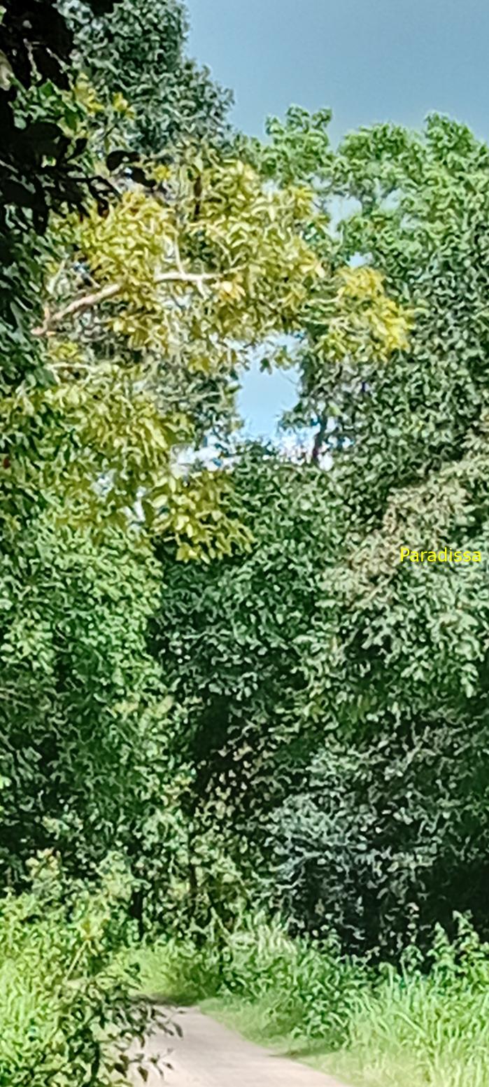 Birding at Cat Tien National Park, Vietnam