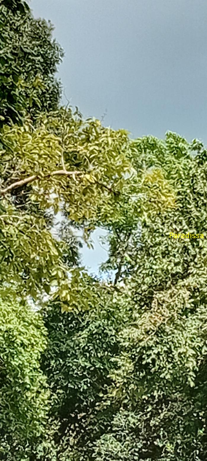 Birding at Cat Tien National Park, Vietnam