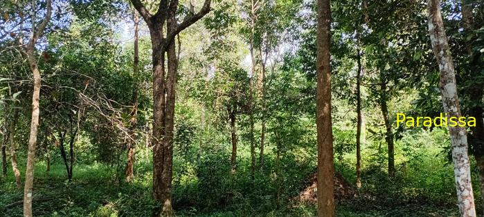 Birding at Cat Tien National Park, Vietnam