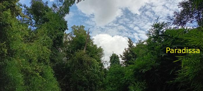 Birding at Cat Tien National Park, Vietnam