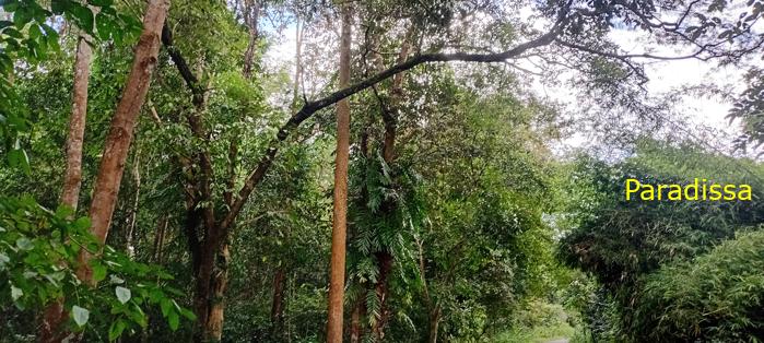 Birding at Cat Tien National Park, Vietnam