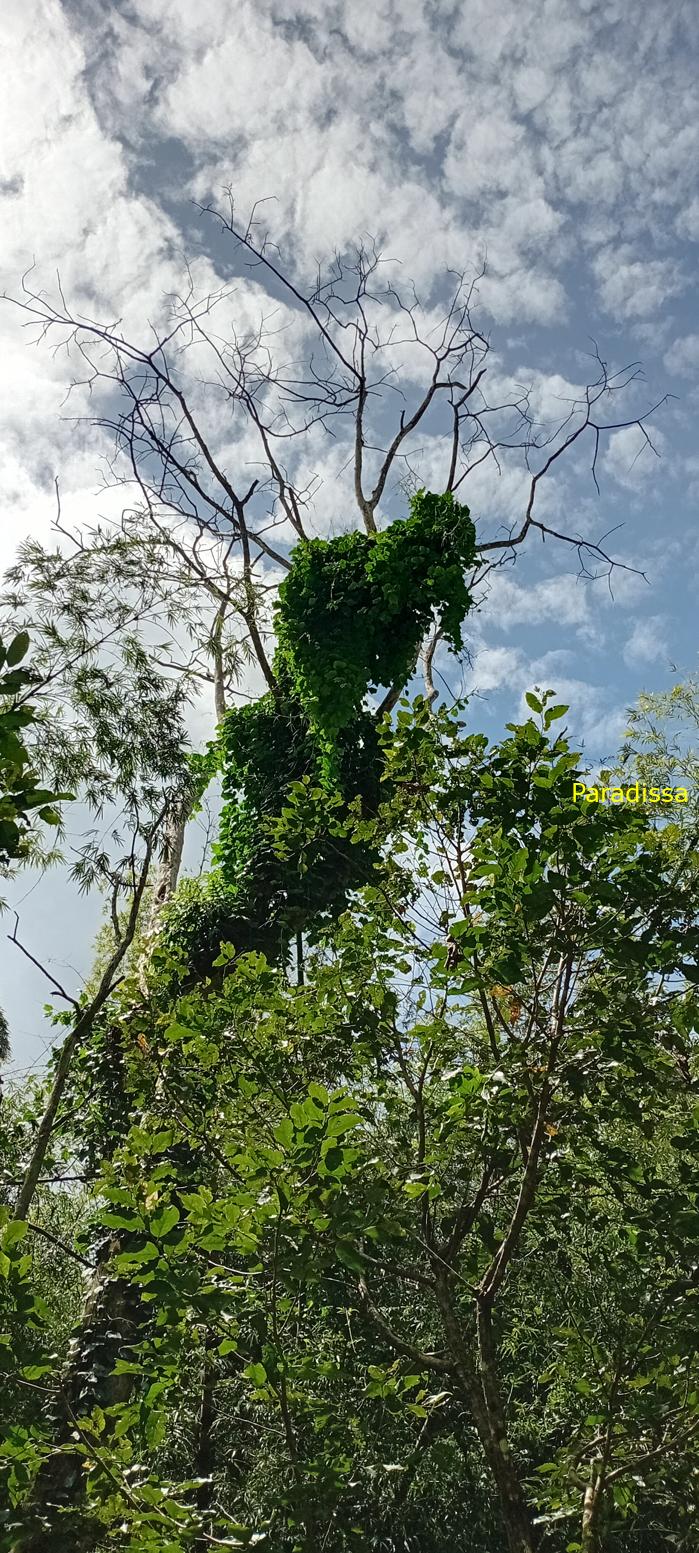 Birding at Cat Tien National Park, Vietnam