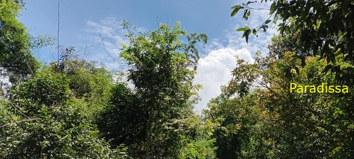 Birding at Cat Tien National Park, Vietnam