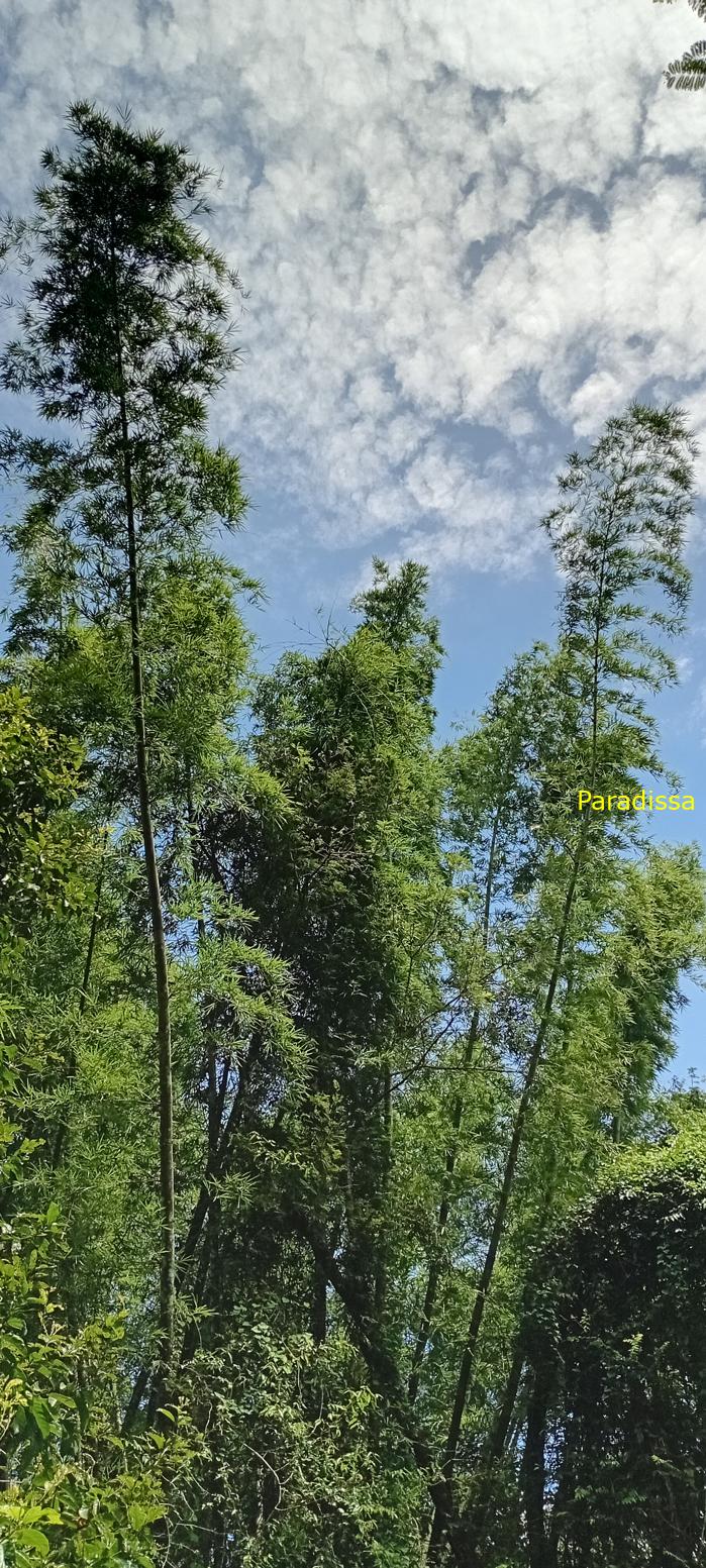 Birding at Cat Tien National Park, Vietnam
