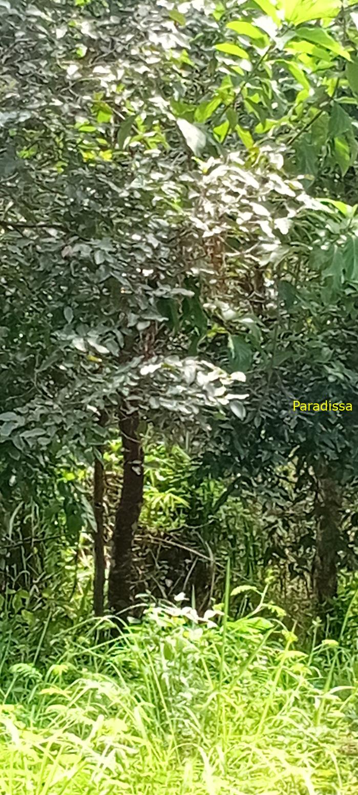 Birding at Cat Tien National Park, Vietnam