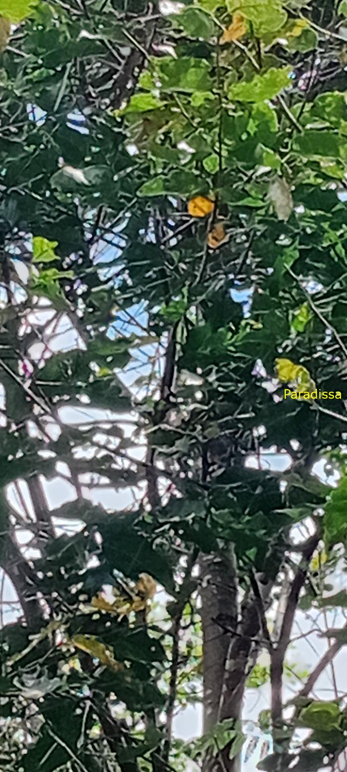 Birding at Cat Tien National Park, Vietnam