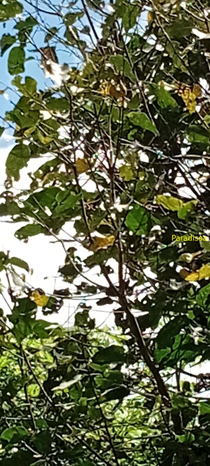Birding at Cat Tien National Park, Vietnam