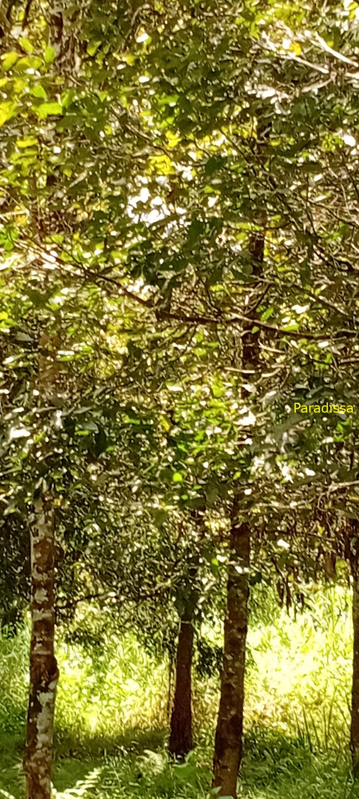 Birding at Cat Tien National Park, Vietnam