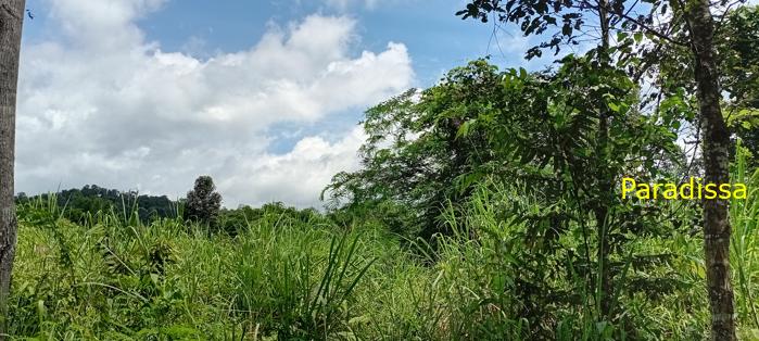Birding at Cat Tien National Park, Vietnam