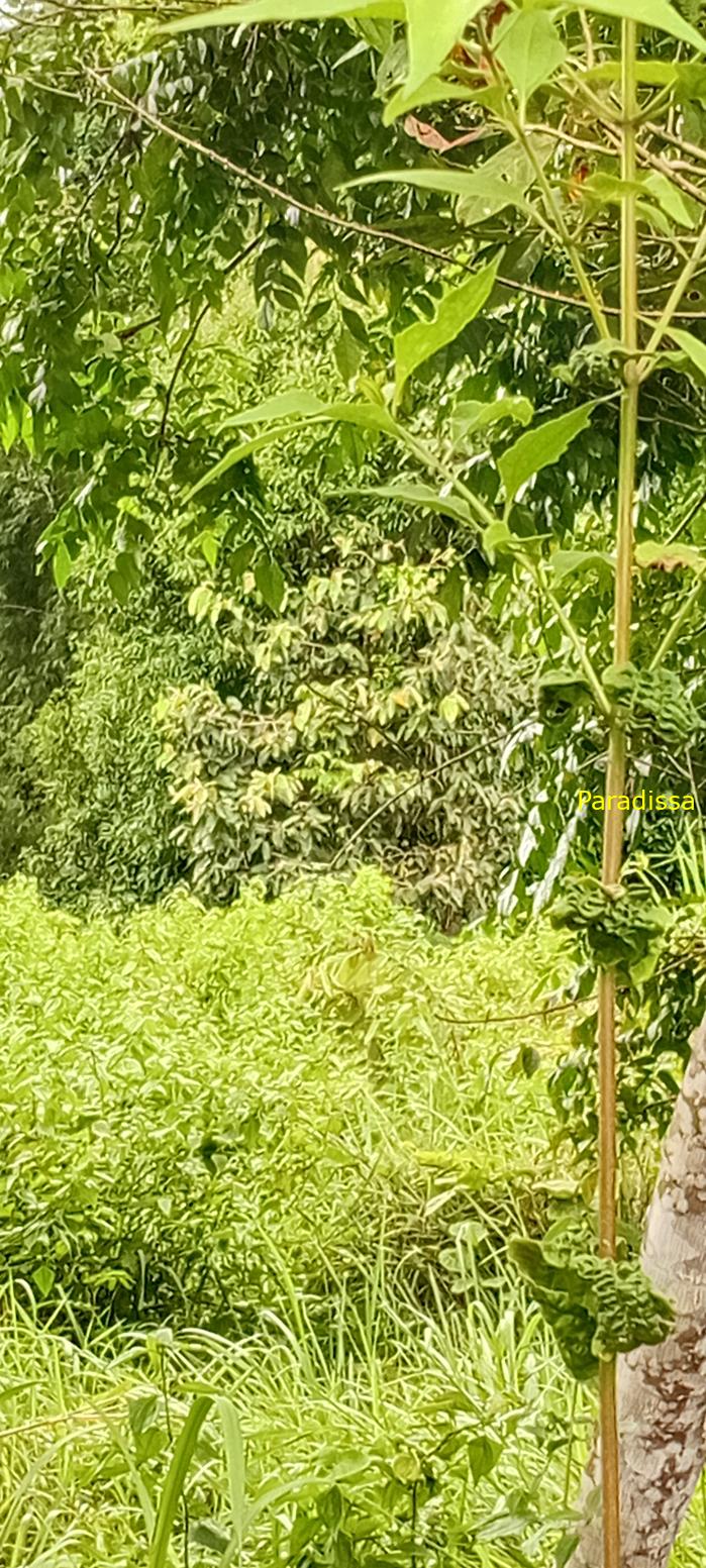 Birding at Cat Tien National Park, Vietnam