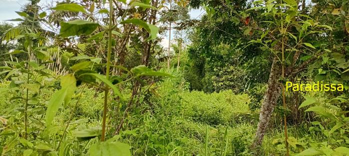 Birding at Cat Tien National Park, Vietnam