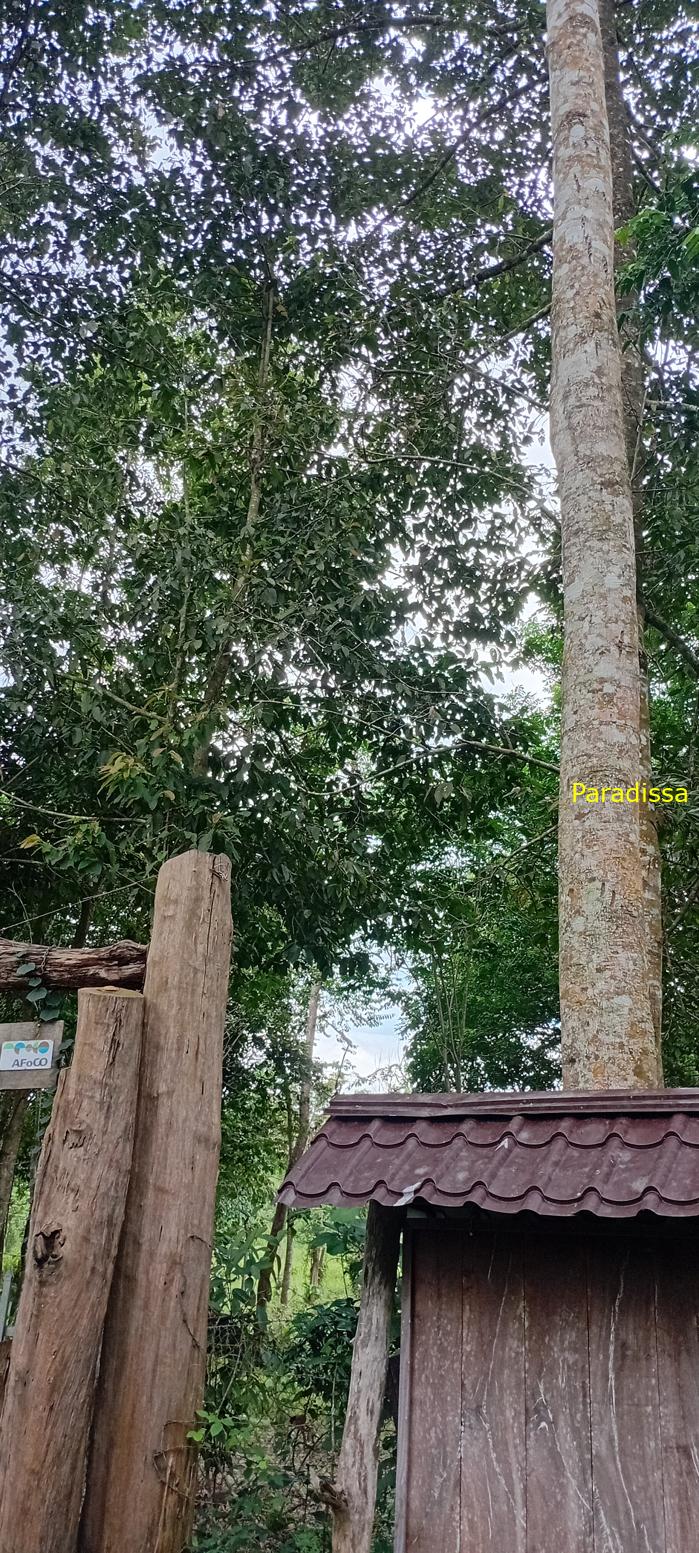 Birding at Cat Tien National Park, Vietnam