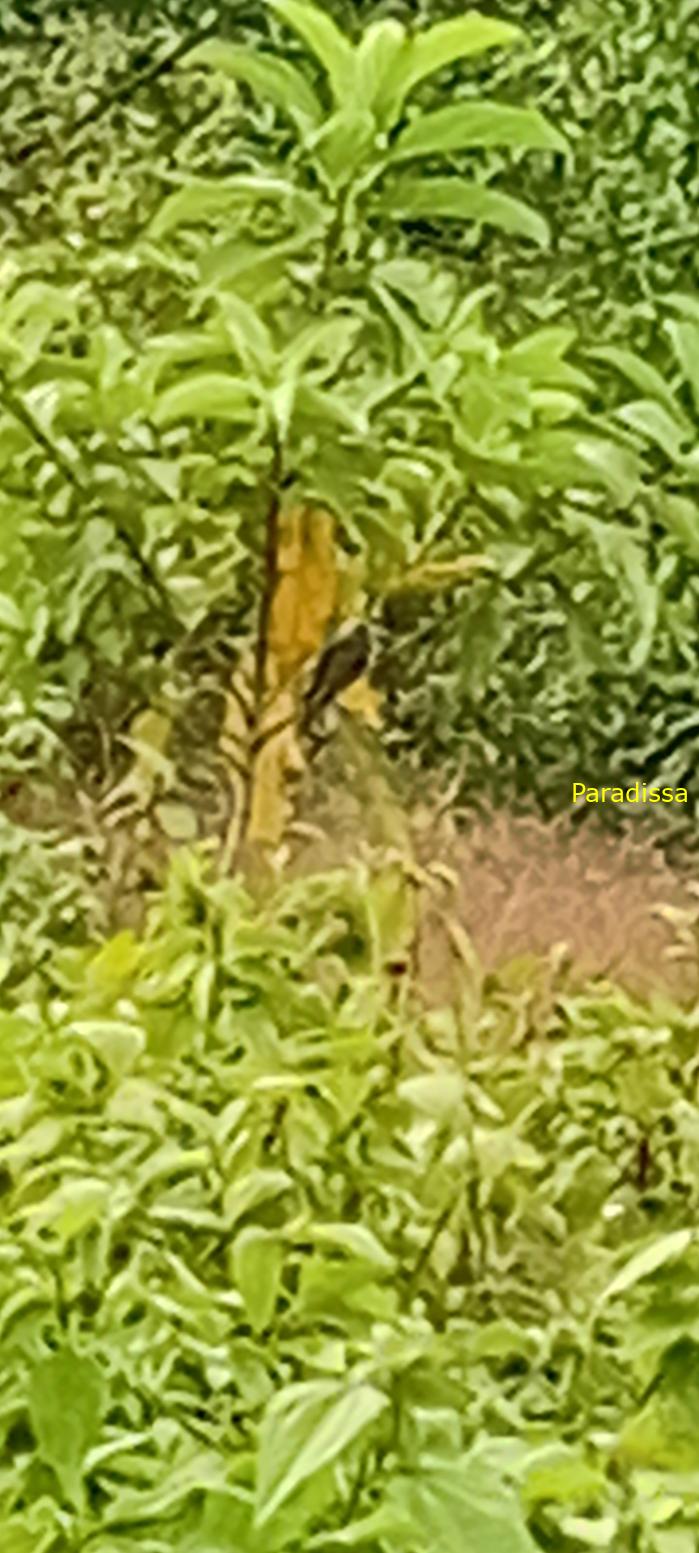 Birding at Cat Tien National Park, Vietnam