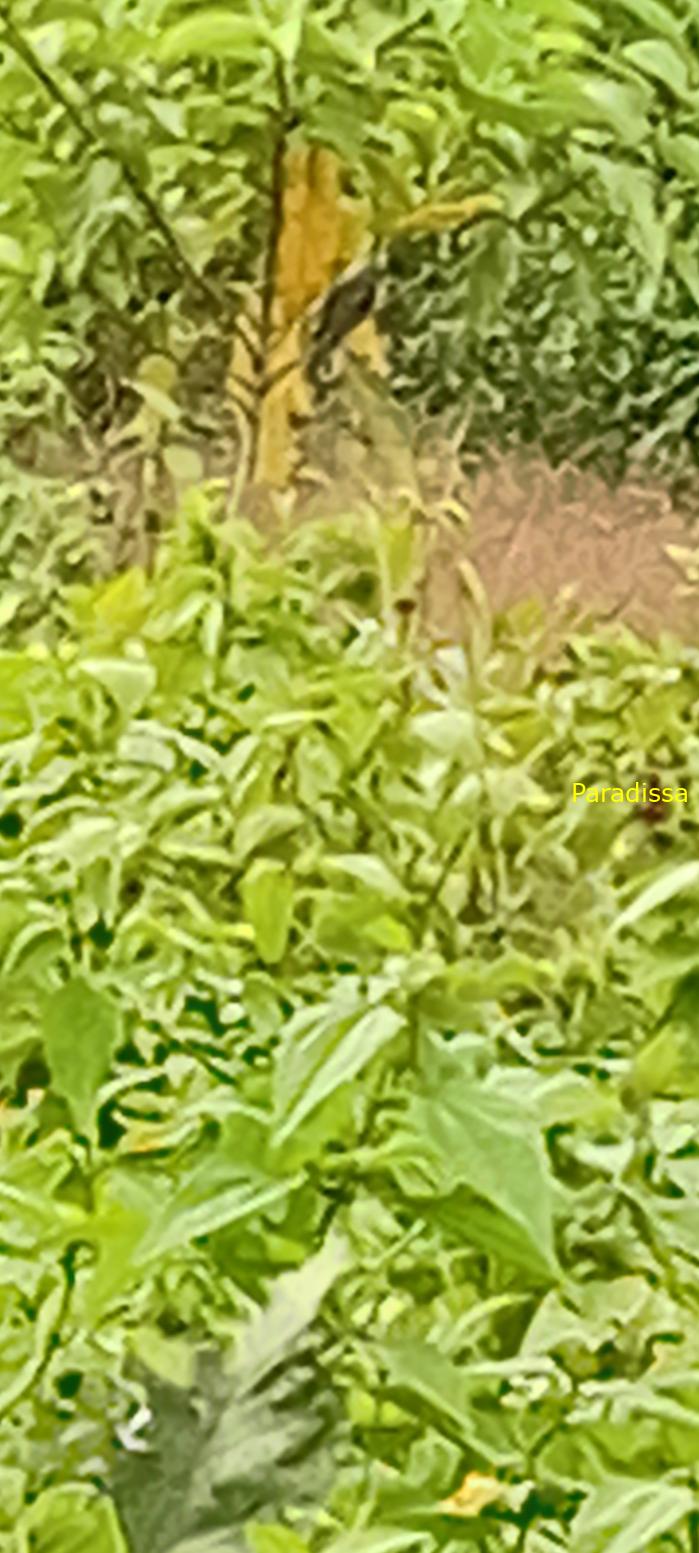 Birding at Cat Tien National Park, Vietnam