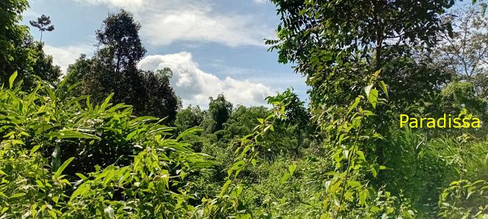Birding at Cat Tien National Park, Vietnam