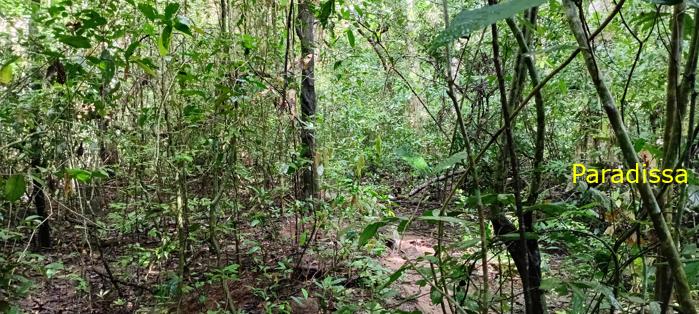 Birding at Cat Tien National Park, Vietnam