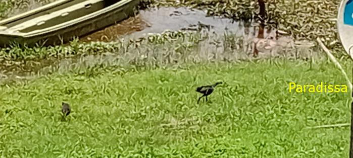 Birding at Cat Tien National Park, Vietnam