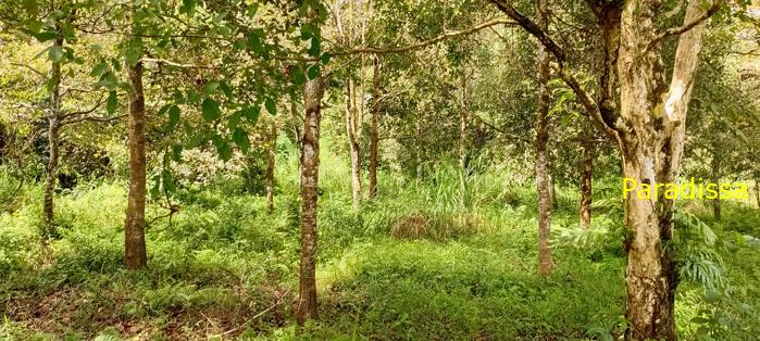 Birding at Cat Tien National Park, Vietnam