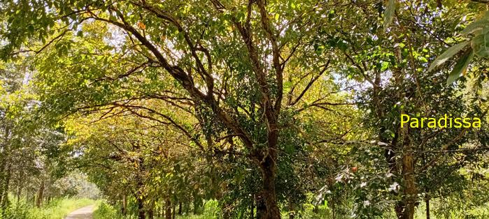 Birding at Cat Tien National Park, Vietnam