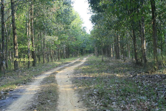 A birding trail at the Cat Tien National Park