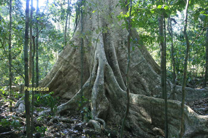 The Giant Tung (Spung,Tetrameles nudiflora) - same giant creepers found at the temples of Angkor in Cambodia