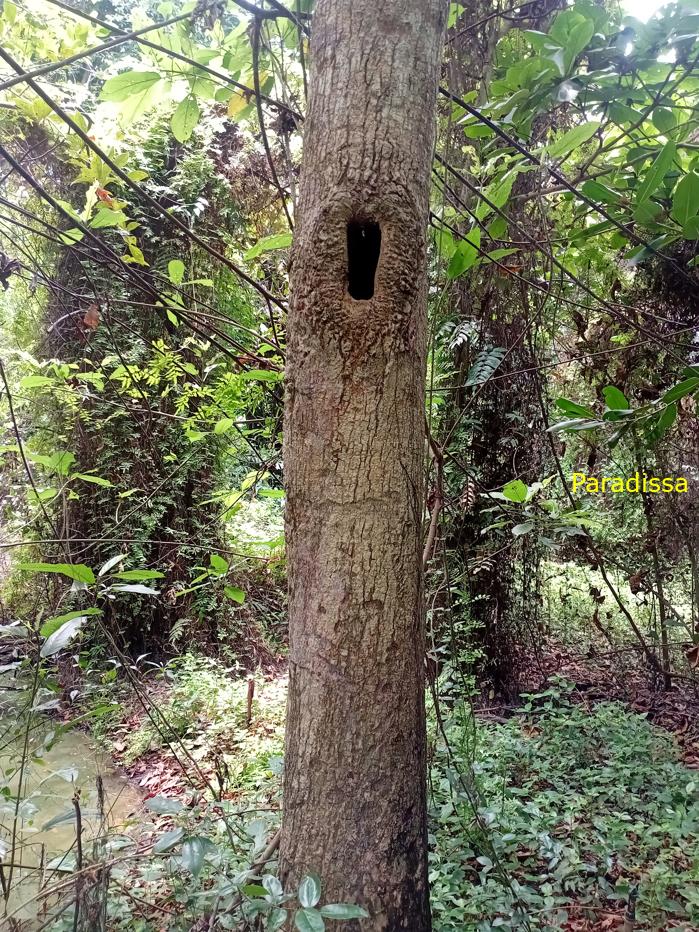 Battlefield Tour Vietnam: Xeo Quyt Combat Base