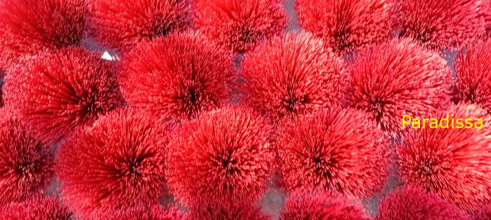 Photography Tour to Quang Phu Cau Incense Village in Hanoi Vietnam