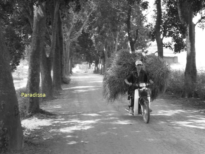 Country road in Ha Tay