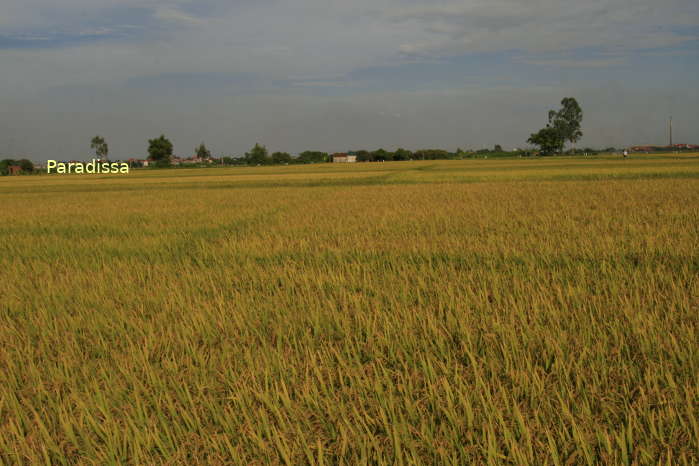 Vast rice fields at Van Lam, Hung Yen