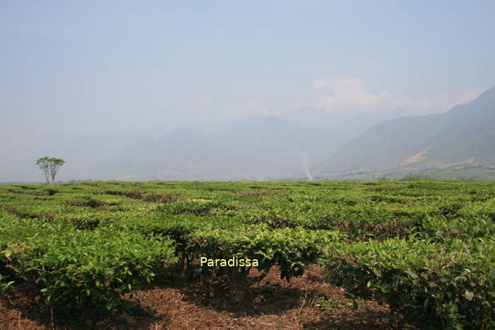 Green tea plantations at Than Uyen Lai Chau