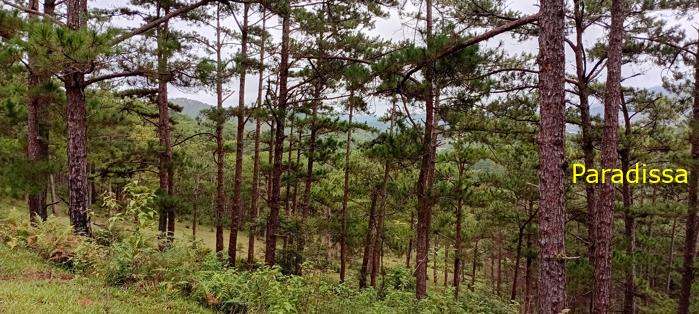 Birding at the Bidoup - Nui Ba National Park, Vietnam