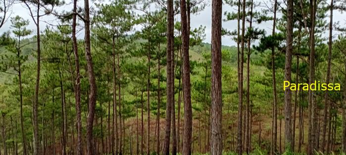 Birding at the Bidoup - Nui Ba National Park, Vietnam