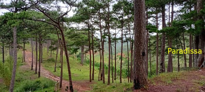 Birding at the Bidoup - Nui Ba National Park, Vietnam