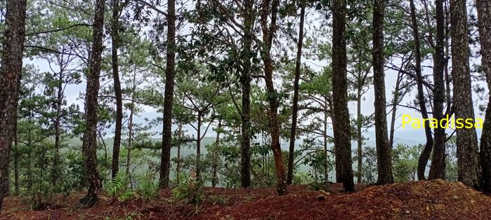 Birding at the Bidoup - Nui Ba National Park, Vietnam