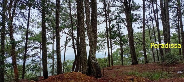 Birding at the Bidoup - Nui Ba National Park, Vietnam