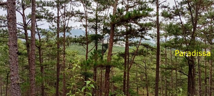 Birding at the Bidoup - Nui Ba National Park, Vietnam