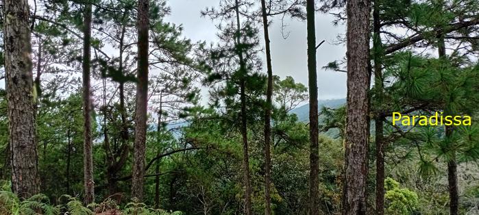 Birding at the Bidoup - Nui Ba National Park, Vietnam