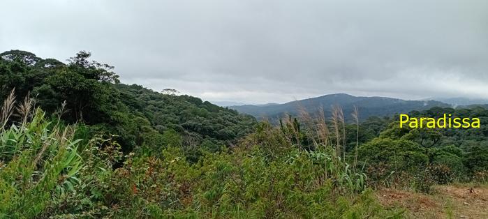 Birding at the Bidoup - Nui Ba National Park, Vietnam