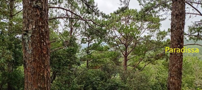 Birding at the Bidoup - Nui Ba National Park, Vietnam