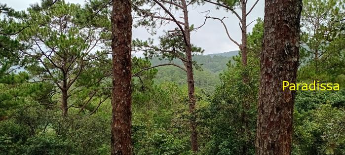Birding at the Bidoup - Nui Ba National Park, Vietnam