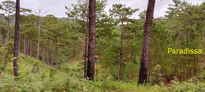 Birding at the Bidoup - Nui Ba National Park, Vietnam