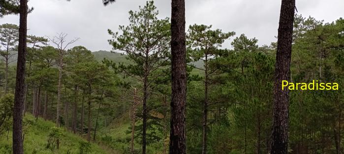Birding at the Bidoup - Nui Ba National Park, Vietnam