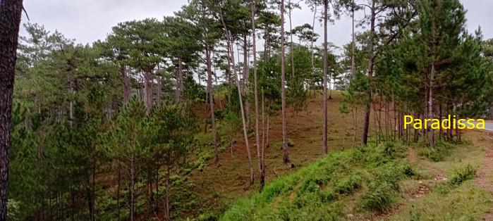 Birding at the Bidoup - Nui Ba National Park, Vietnam