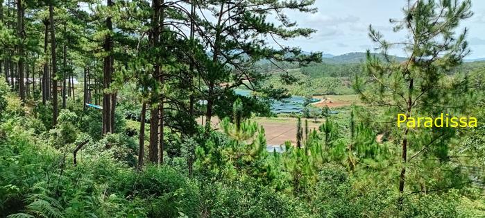 Birding at the Bidoup - Nui Ba National Park, Vietnam