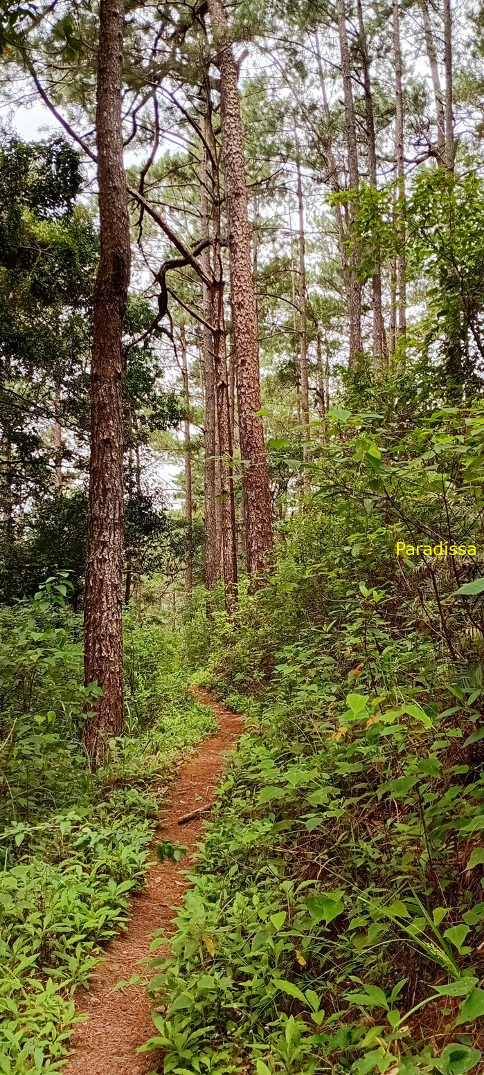 Birding at the Bidoup - Nui Ba National Park, Vietnam
