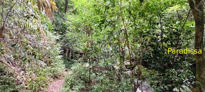 Birding at the Bidoup - Nui Ba National Park, Vietnam