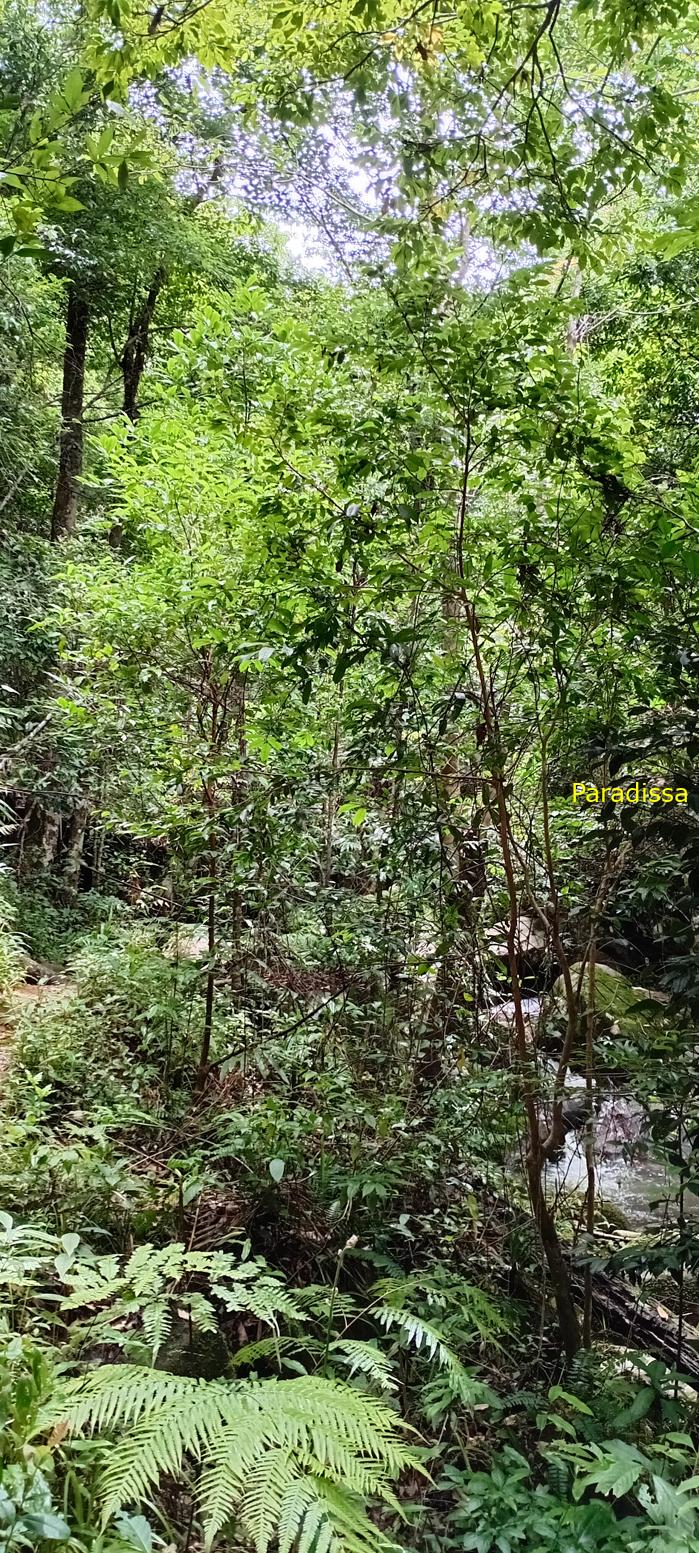 Birding at the Bidoup - Nui Ba National Park, Vietnam